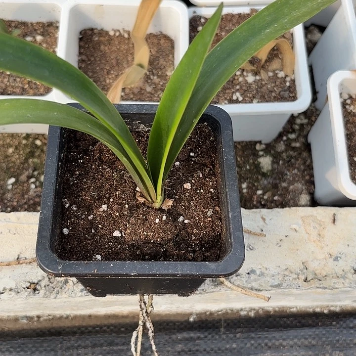 一**光缤纷世界三➕原盆原土发货