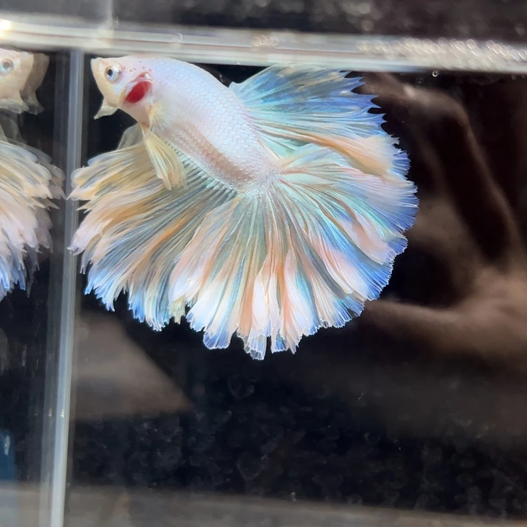 斗鱼1号今天清缸价出鱼