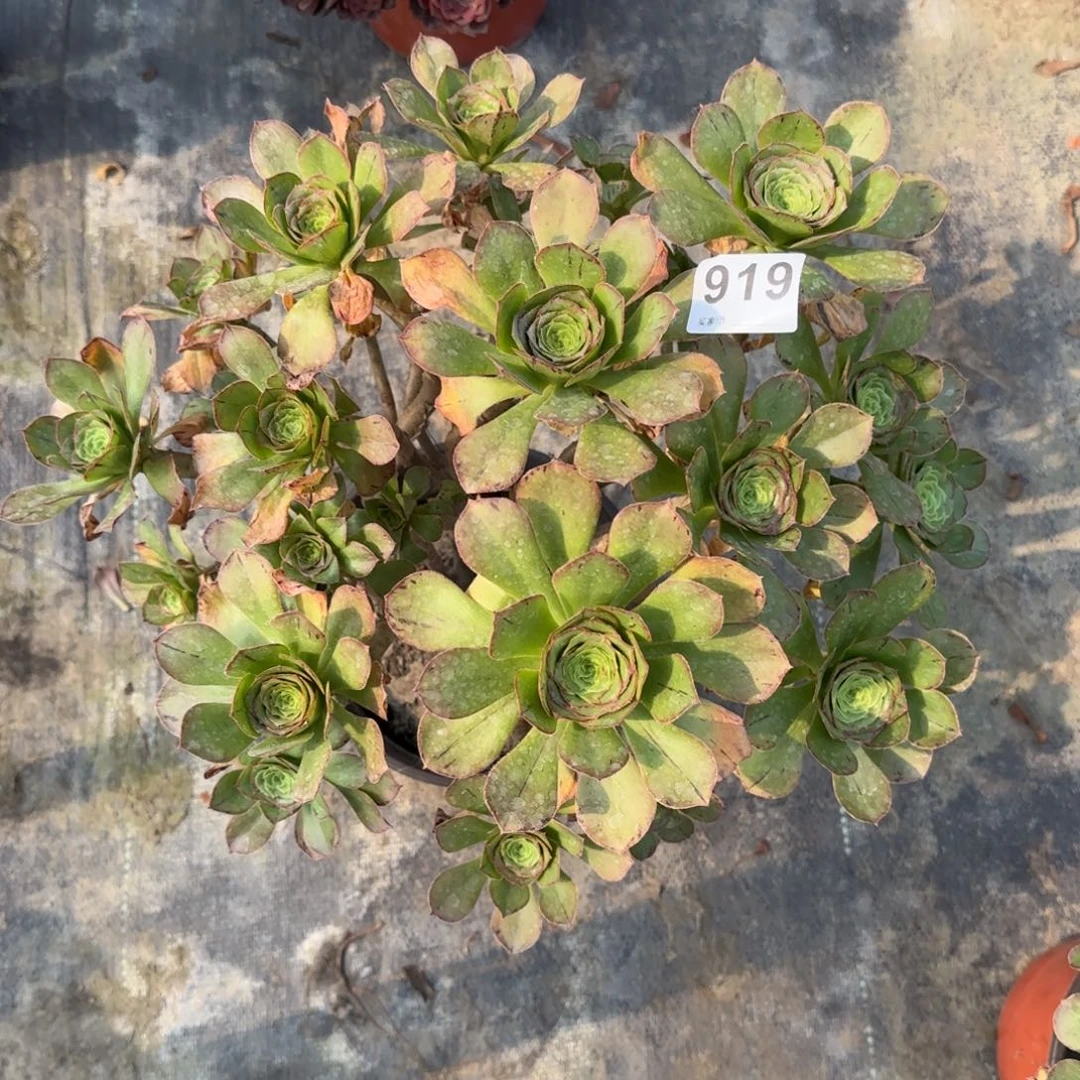 王***姐919多肉植物君美丽