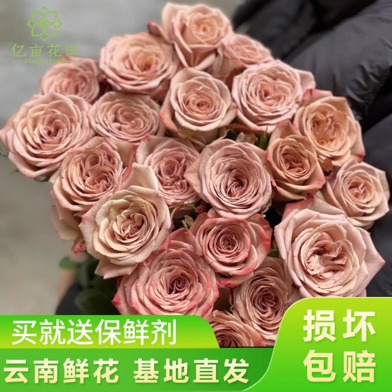 卡布奇洛玫瑰10支【全店任意满2件发顺丰京东】云南鲜花直发