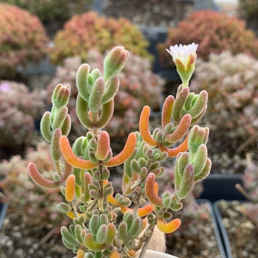 优选红叶4910枝干番杏