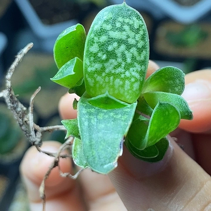 不带盆脱土裸根发货