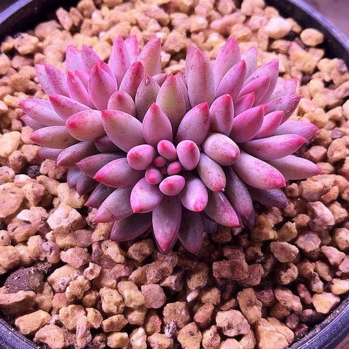 我是你的小可爱啊我的小可爱我