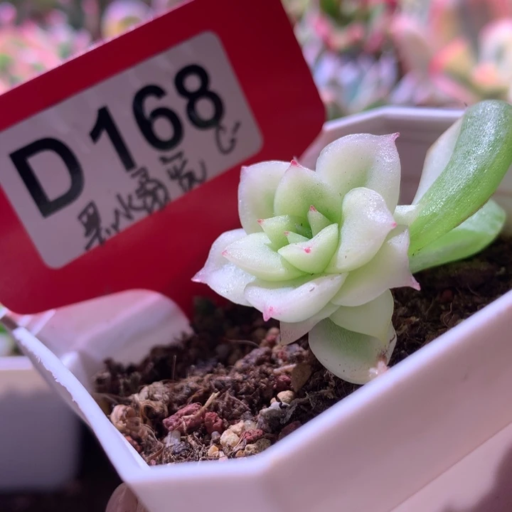 黑水晶宽覆轮锦有根