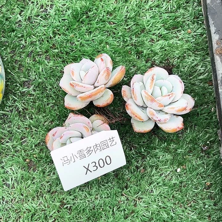 ?*我是第一百个为妖刀应援的阴阳桃花