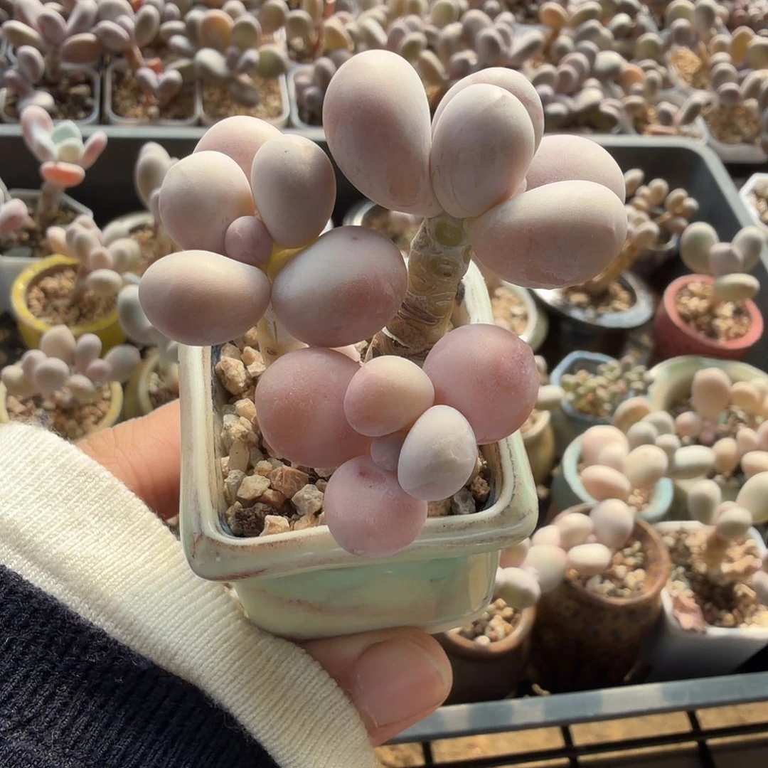 韩版水光针一物一拍