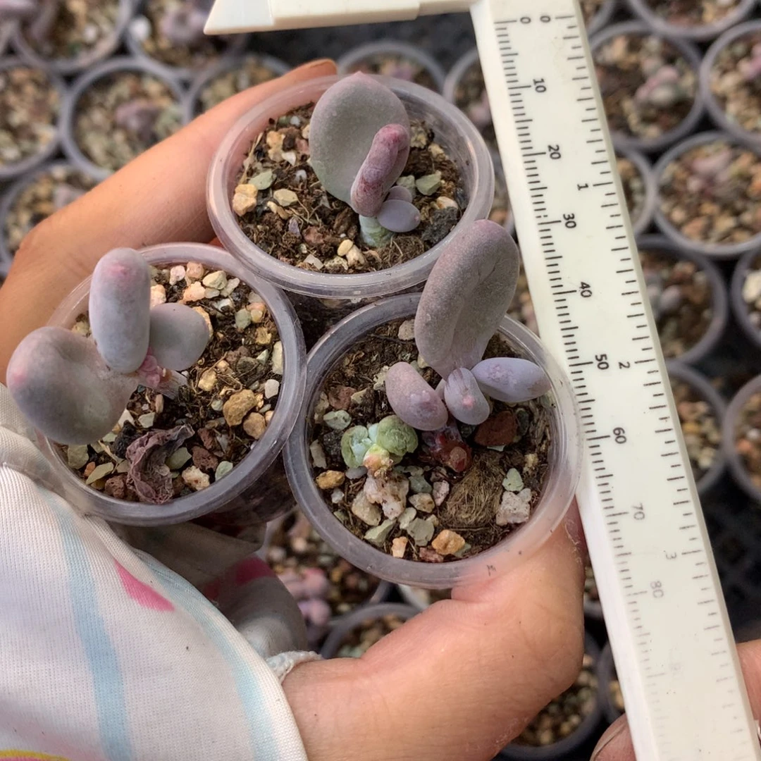 黄金鸡蛋大叶奶3颗