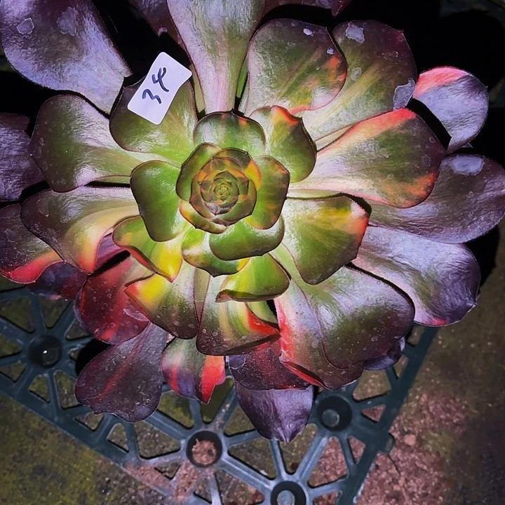 L***茶34多肉植物植物植物