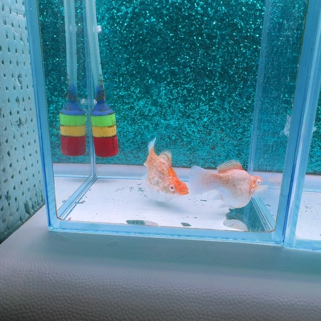 黑玛丽鱼814号玛丽2条