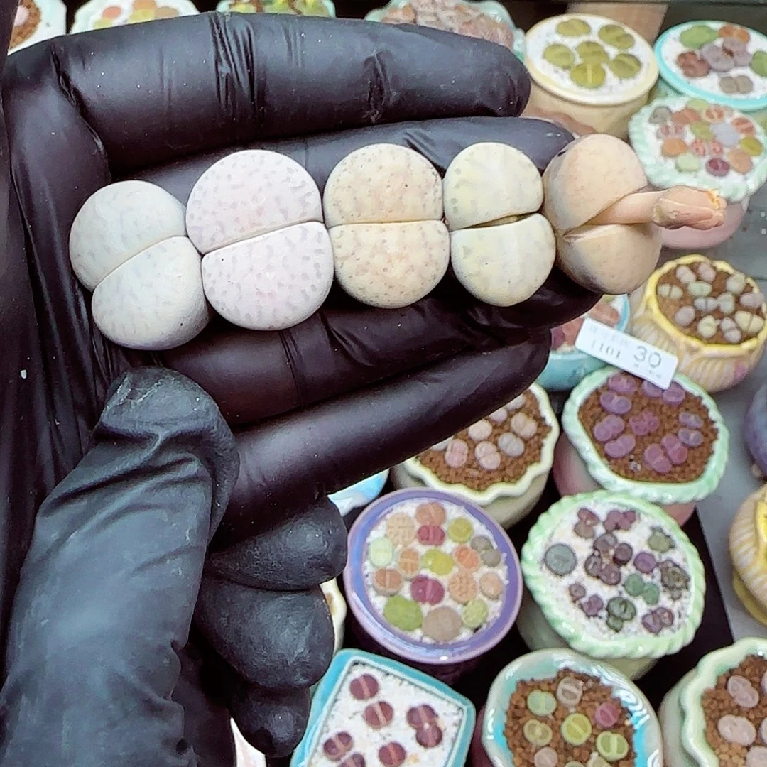 生石花满18包邮1101-56