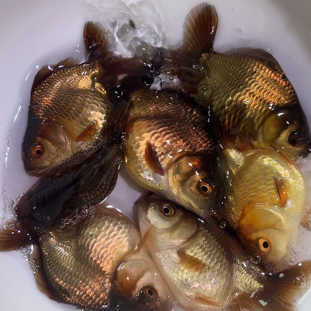海水追风7条玛丽鱼苗
