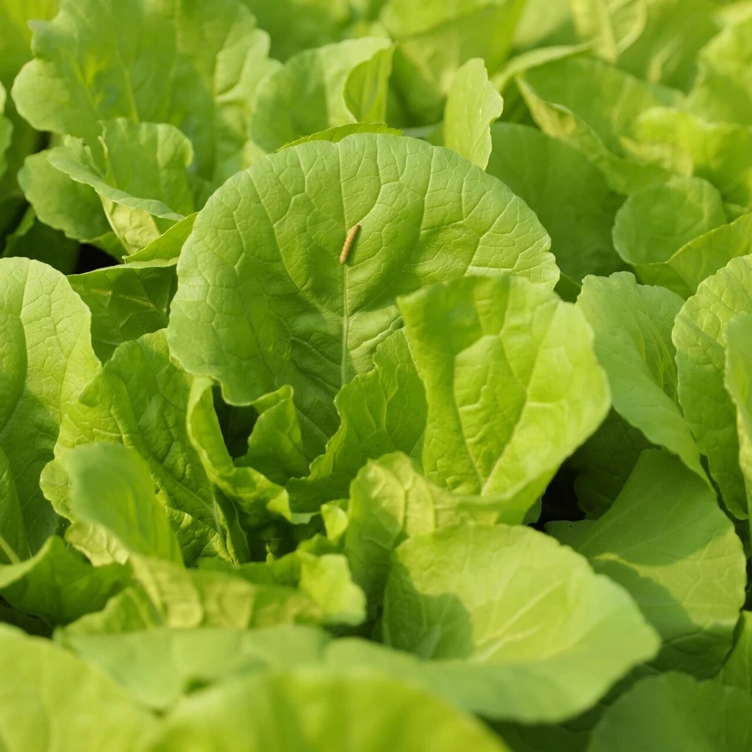 湖北农家高山纯天然打霜小白菜5斤(不耐放,开箱即食)