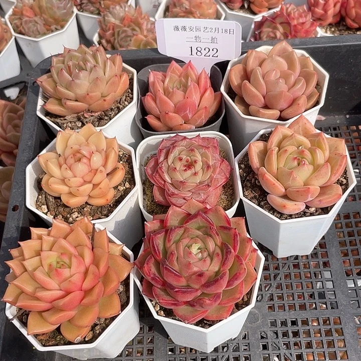 薇薇安园艺多肉1822