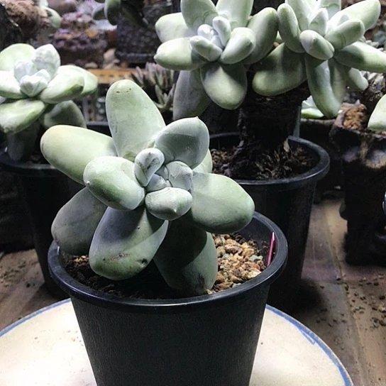 原产地拇指仙女棒杯