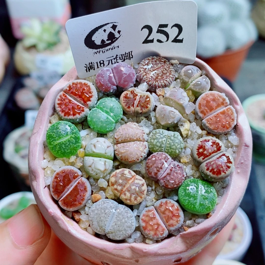 生石花花花花花花花252