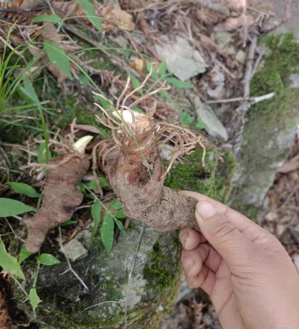云南滇重楼新鲜现挖杯苗七叶一枝花种苗可种植食用阳台小院四季
