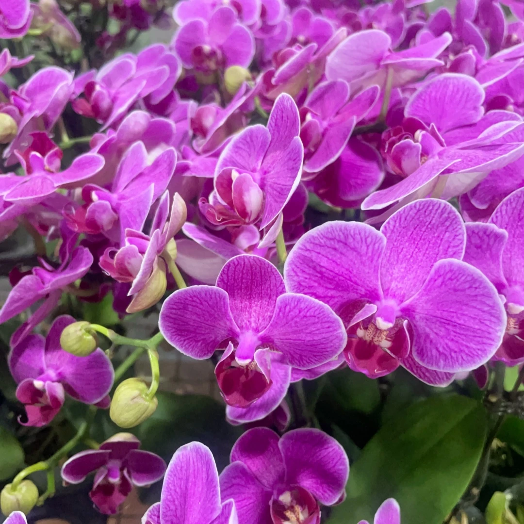 【梦叶罗丽】蝴蝶兰 可可爱的花型 任意一单包邮