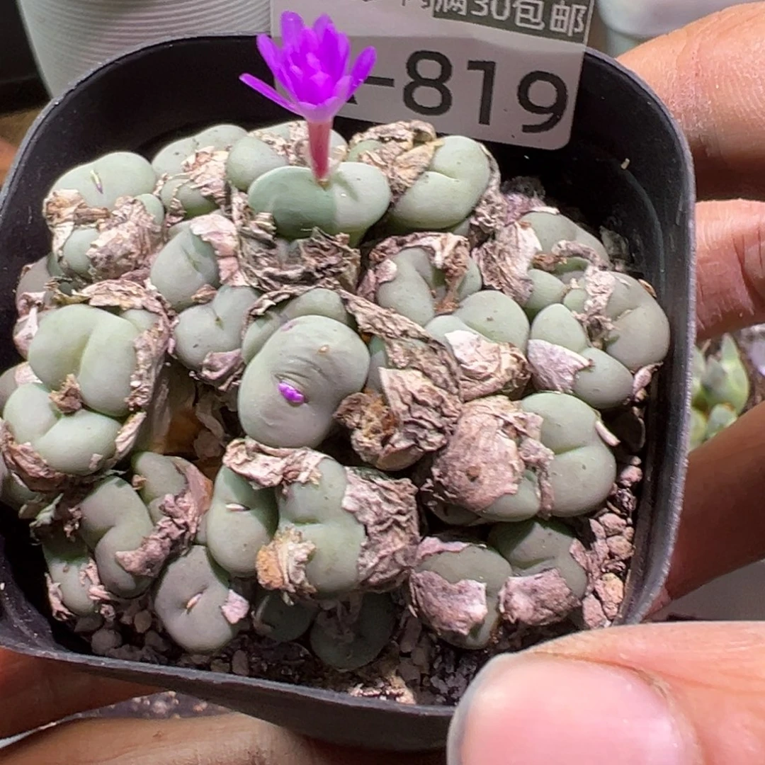 多肉植物111111111111