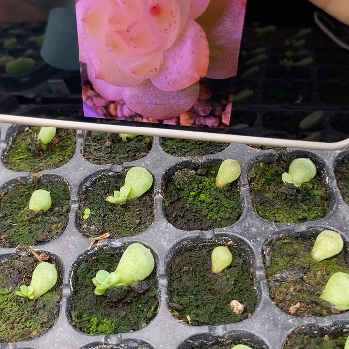 若沁芽苗一个量拍