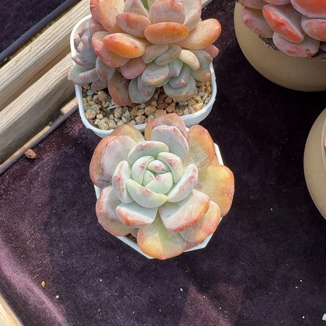 悦***悦两个一组，带盆发货