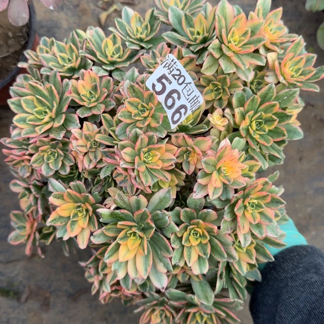 甜茶566满20包邮断枝不包