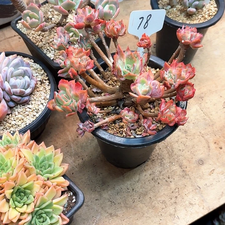 ****仔多肉植物，骑罗78号