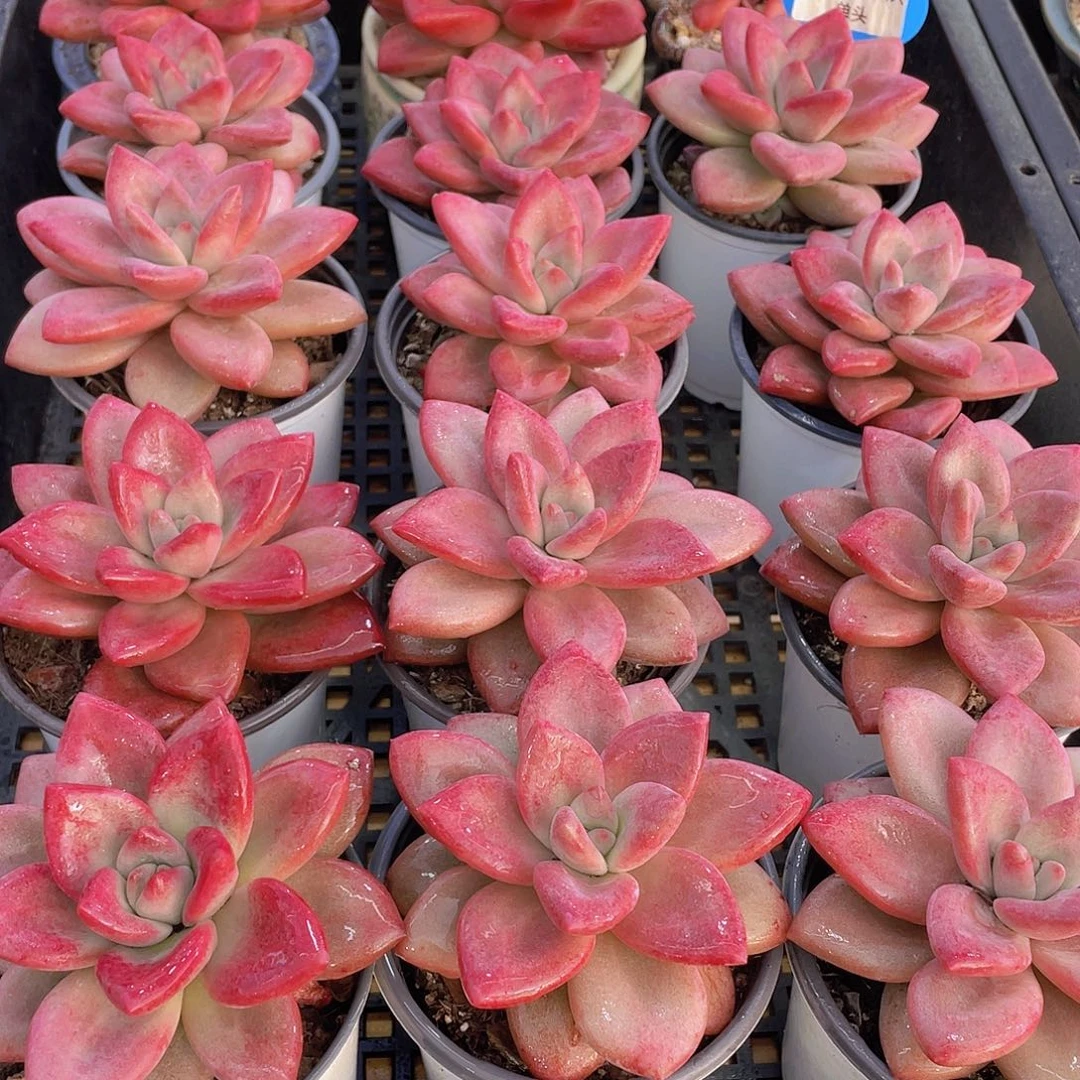 量拍70号 赫菲斯托大单头一个