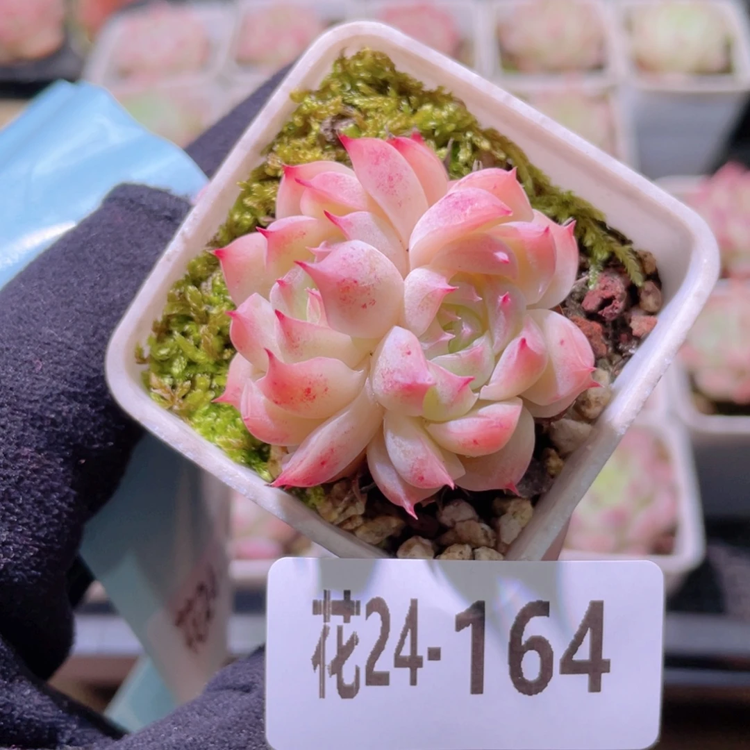 花利美24-164美瞳