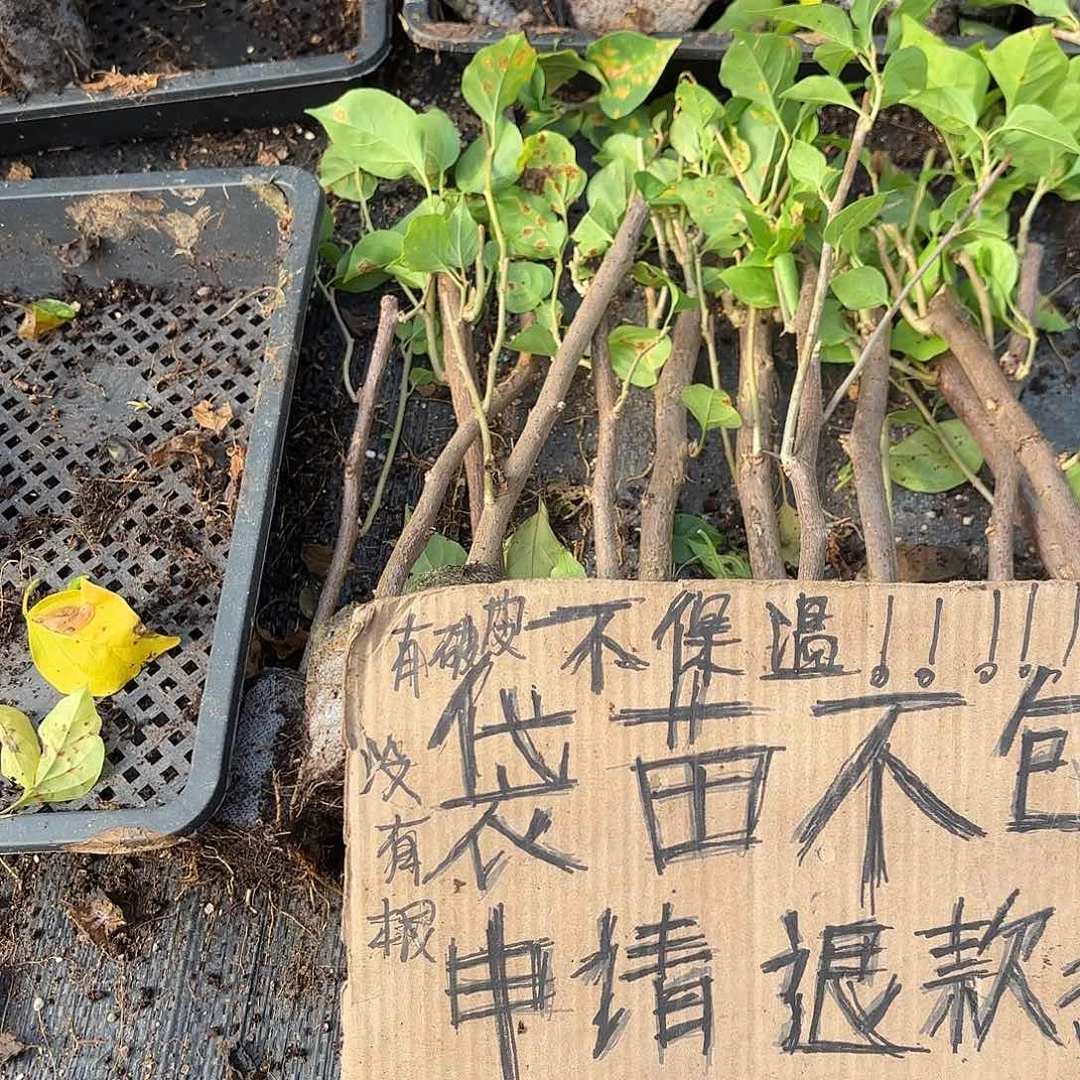 煜***衣无花朵袋苗盲盒12颗不包活18