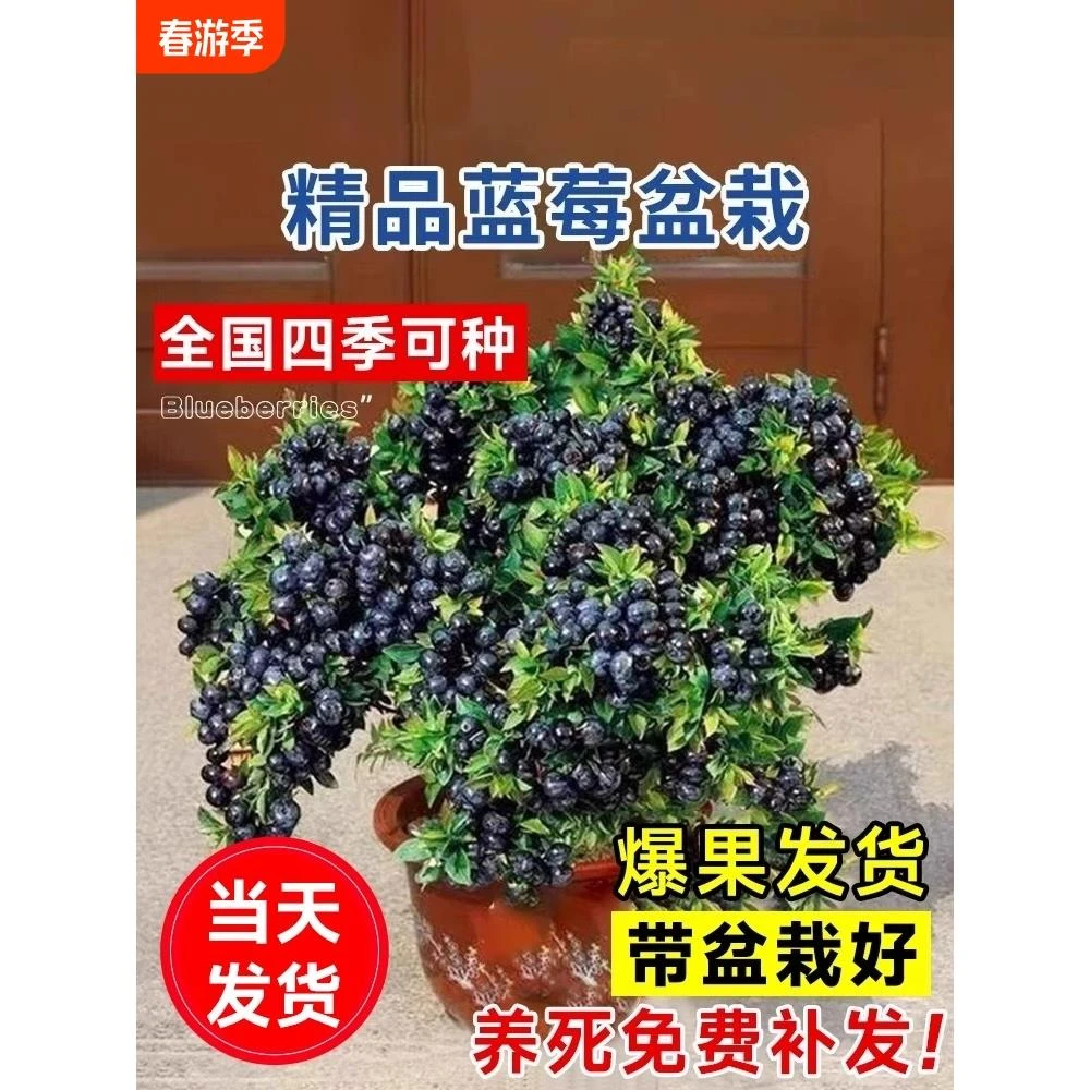 f6蓝莓树果苗果树盆栽特大号带果云南花香四季阳台南北方种植室内