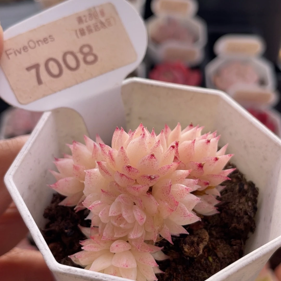 麦秆群7008-5.0厘米