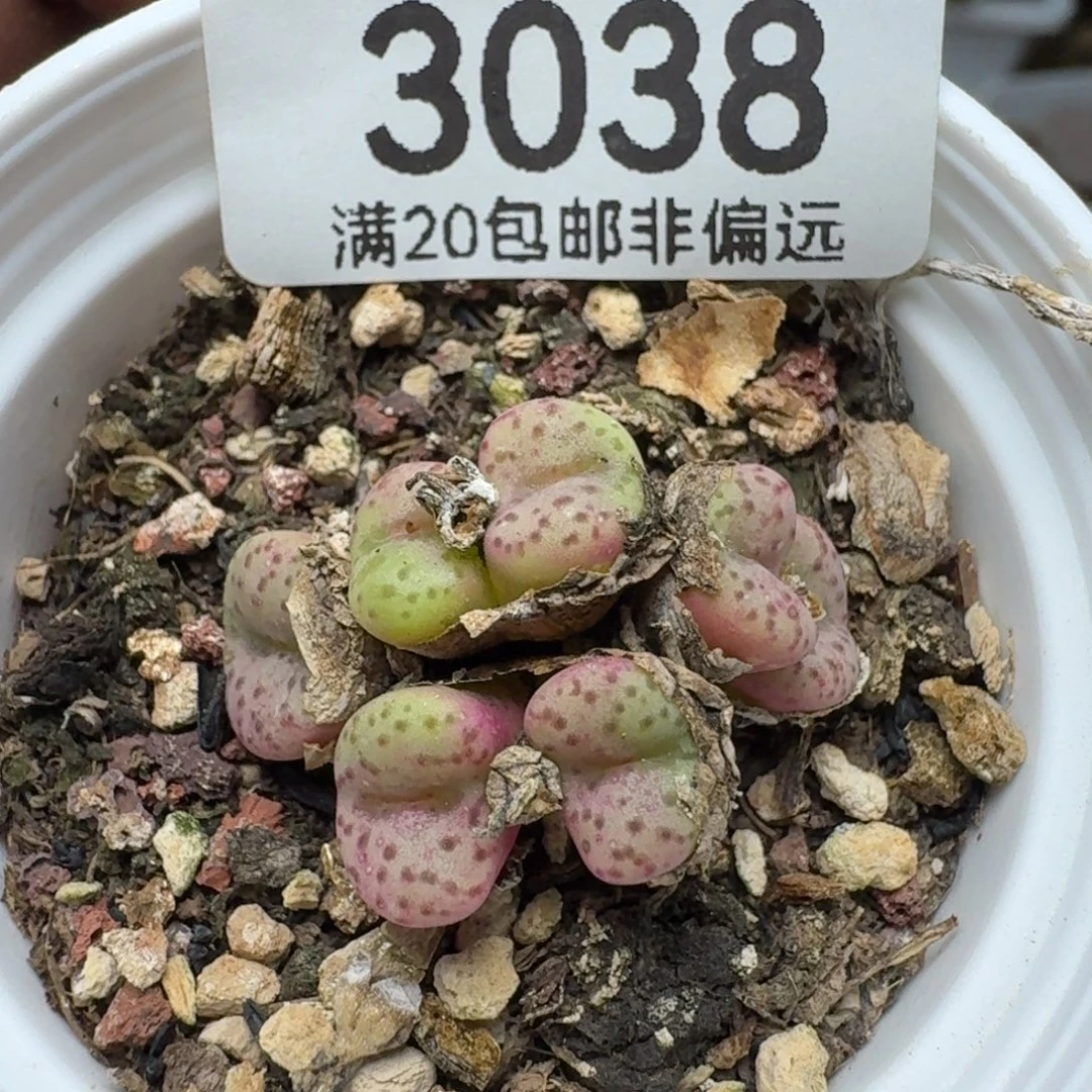带盆土安贞。