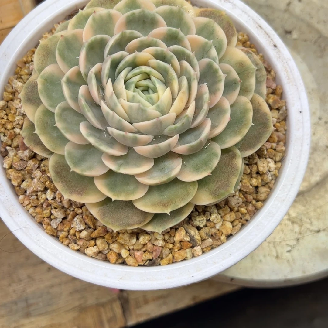 执****昂斯洛锦 夏鸣园艺