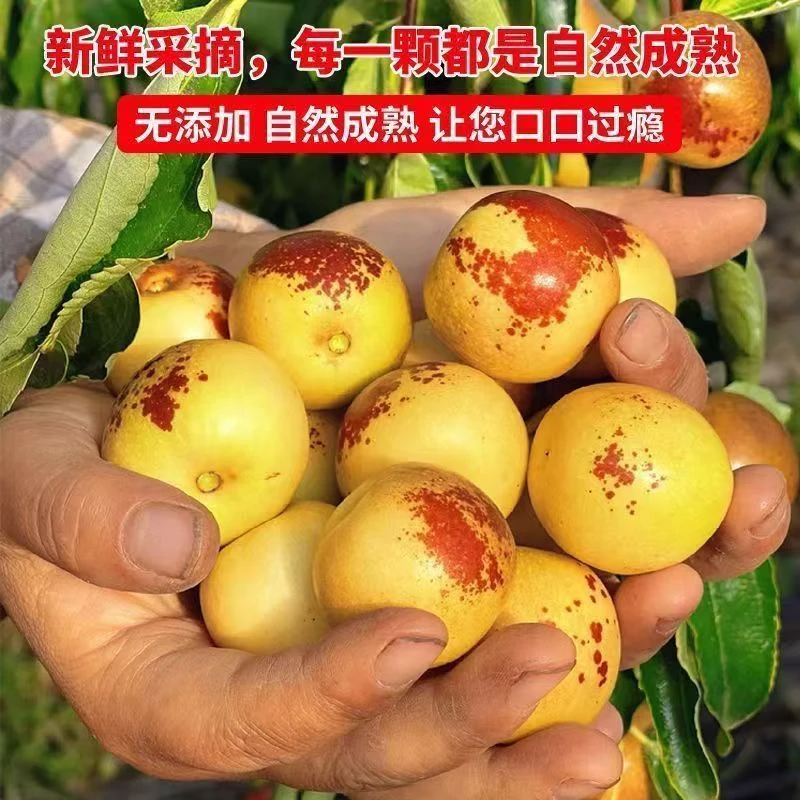 山东沾化冬枣脆甜多汁冰糖冬枣新鲜水果5斤装新鲜水果整箱包邮
