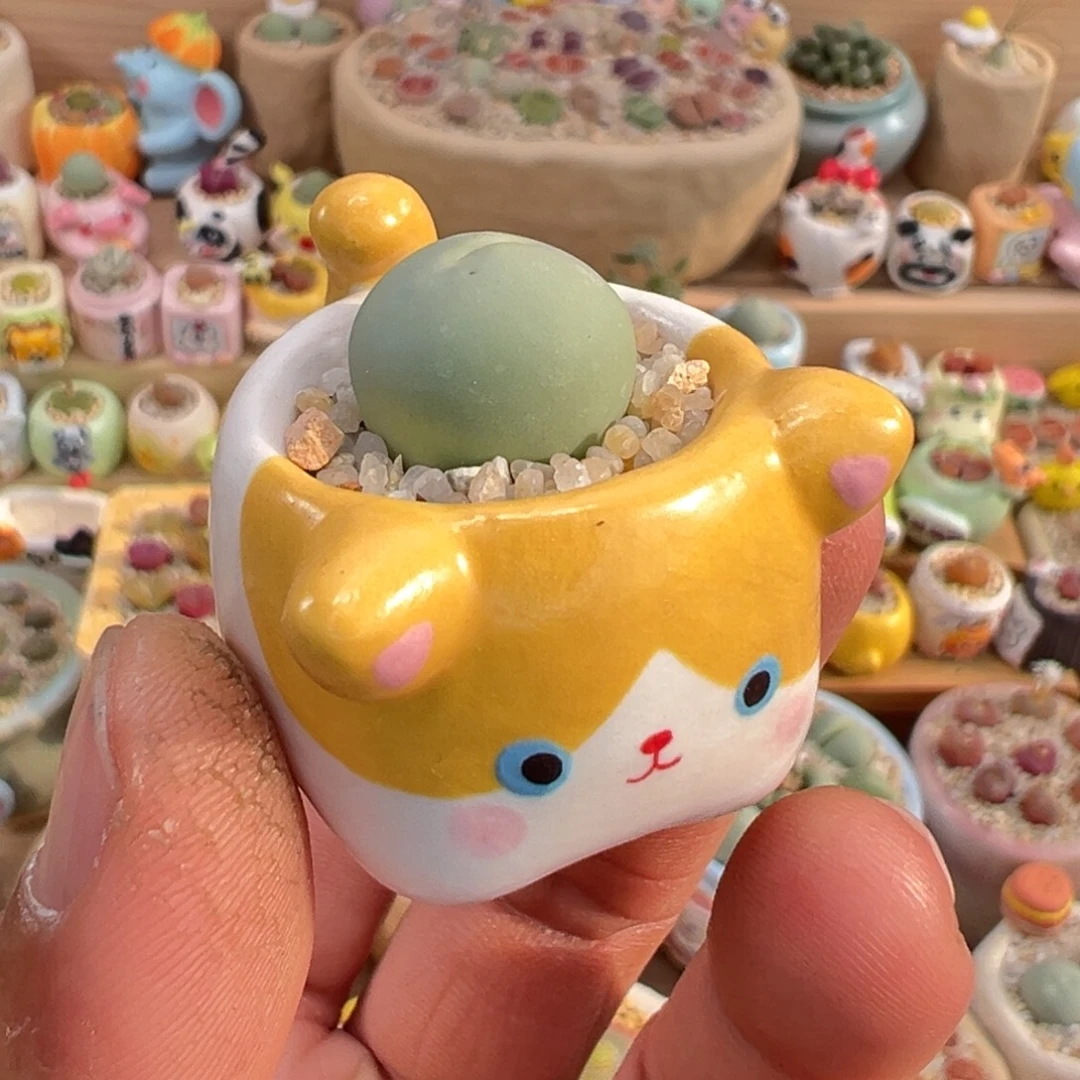 多肉植物5号鸽子蛋带盆