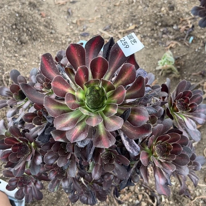 爱马仕中班多肉植物259