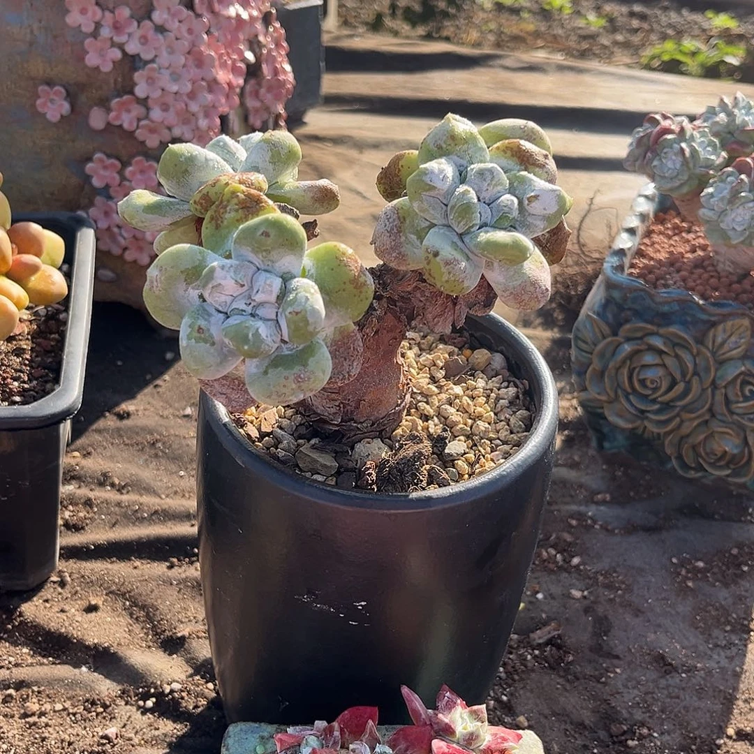 椰****小鹿多肉一物一拍8888