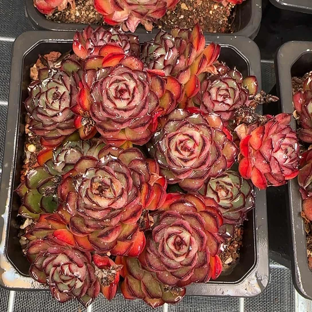 从前慢花园精选萤火虫