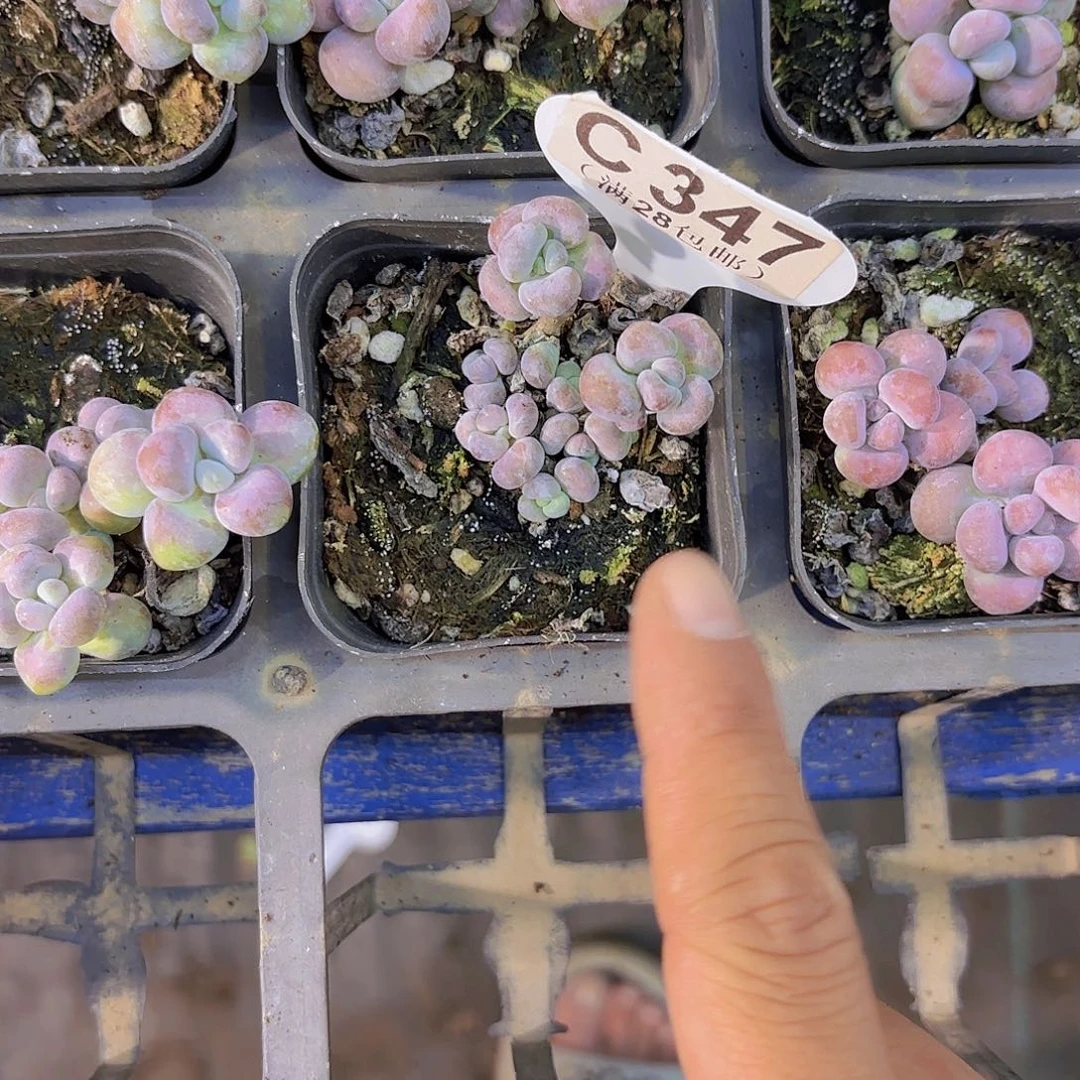C347腰子蛋一物一拍