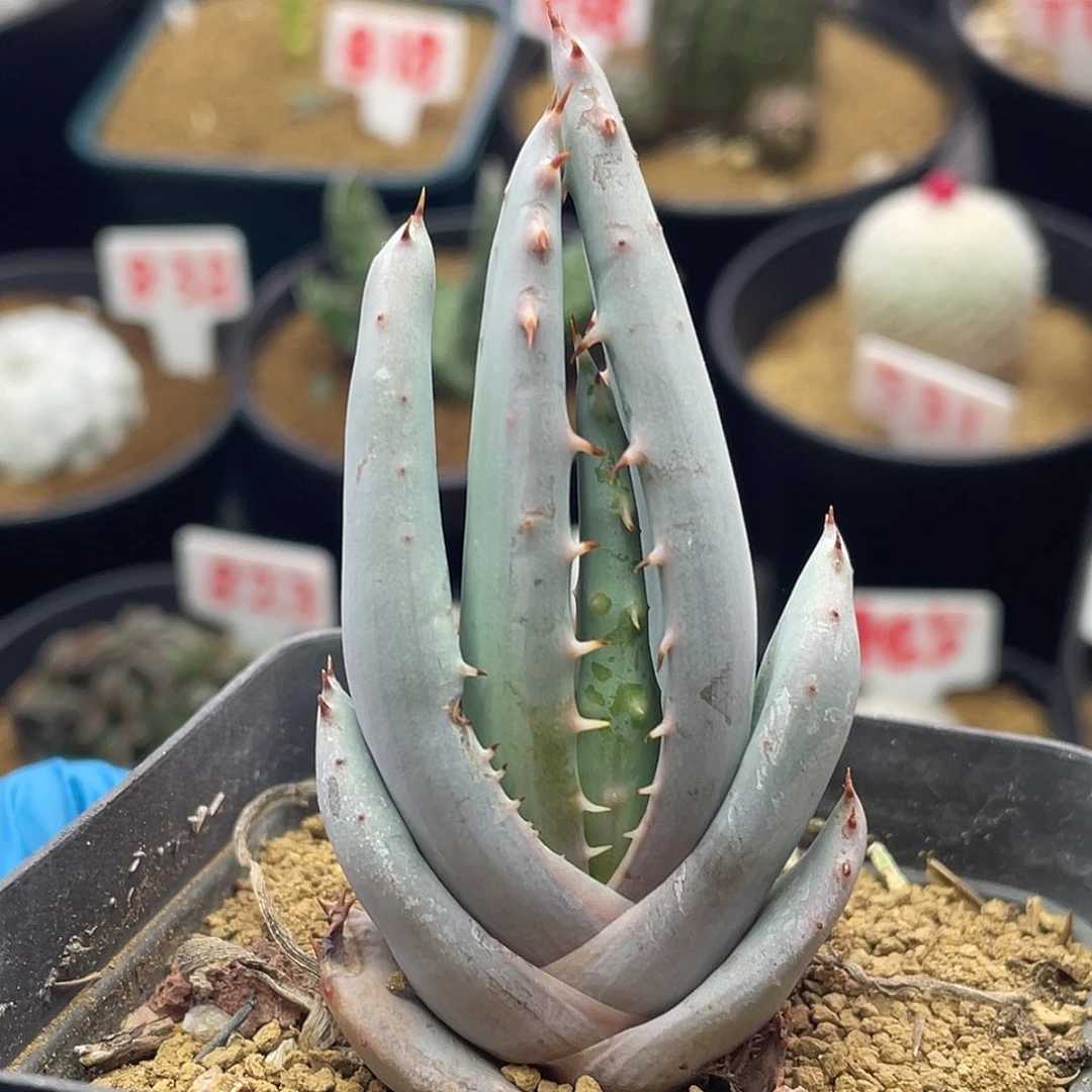 实生柏加芦荟仙人球