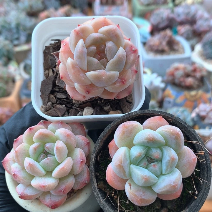 三颗单头福利 001