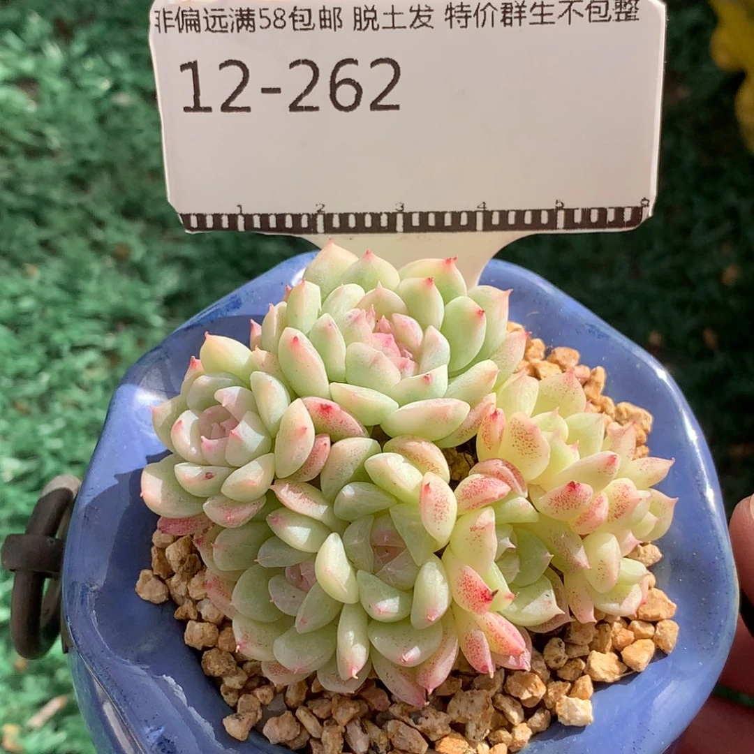 珍妮优选精品多肉自然群58包邮不包整