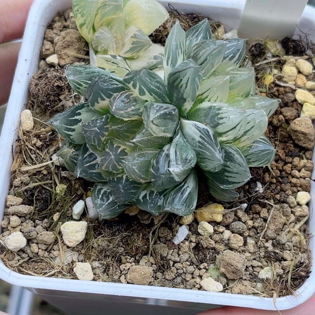43糊斑龙爪玉露锦三头福利专场