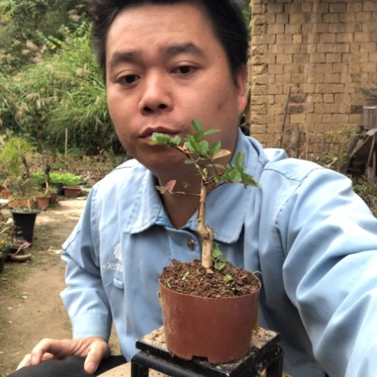 无花朵盆景盆栽植物（不包成活率，不退不换）