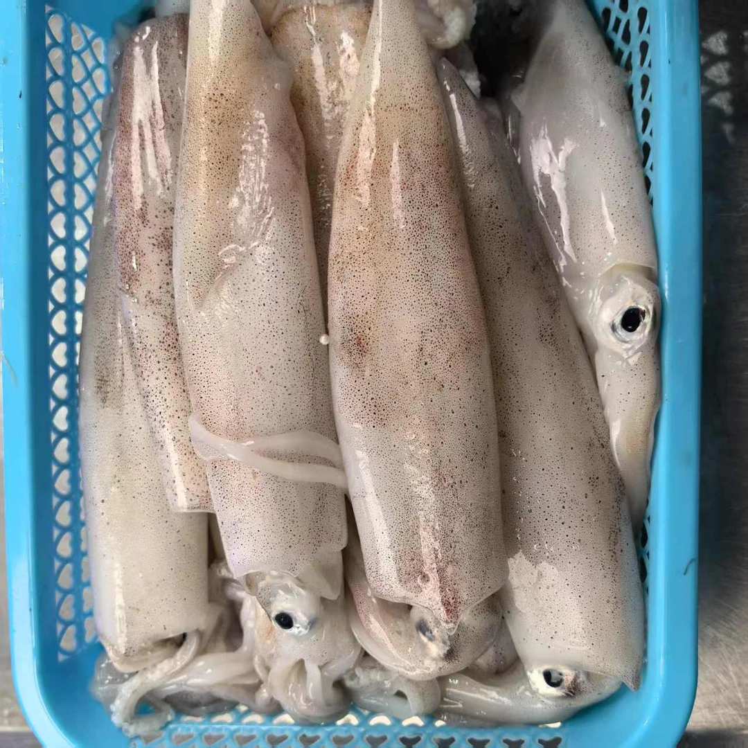 【压冰发货】东海海钓野生鲜发中管 5-6只左右  2斤 顺丰发货