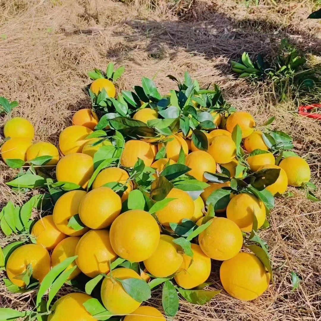 正宗赣南早脐橙现摘手剥香甜爆汁应季水果产地直发
