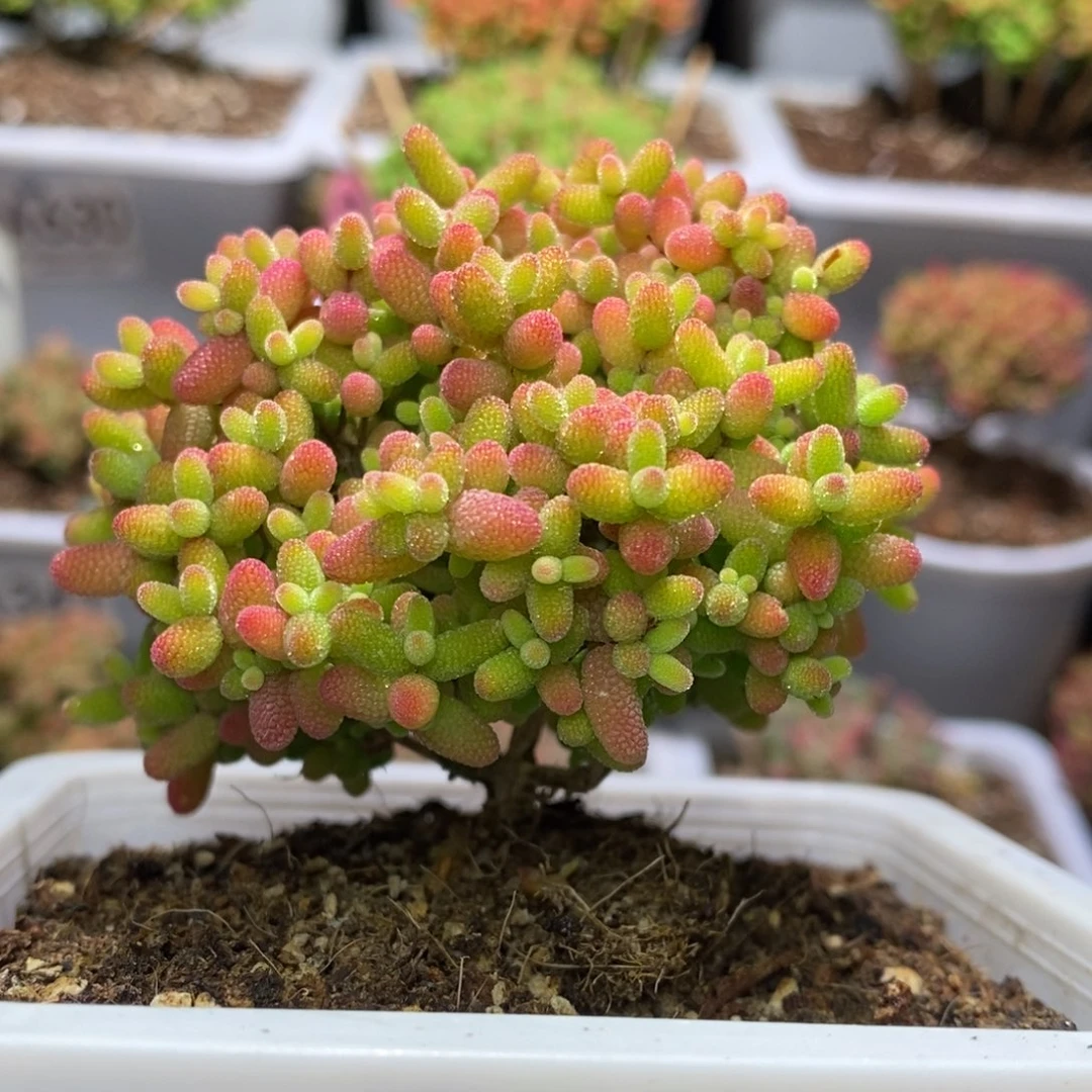 蜜桔糖球枝干番杏D061