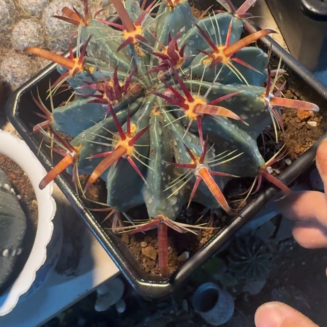 我***生可口可乐了可口可乐