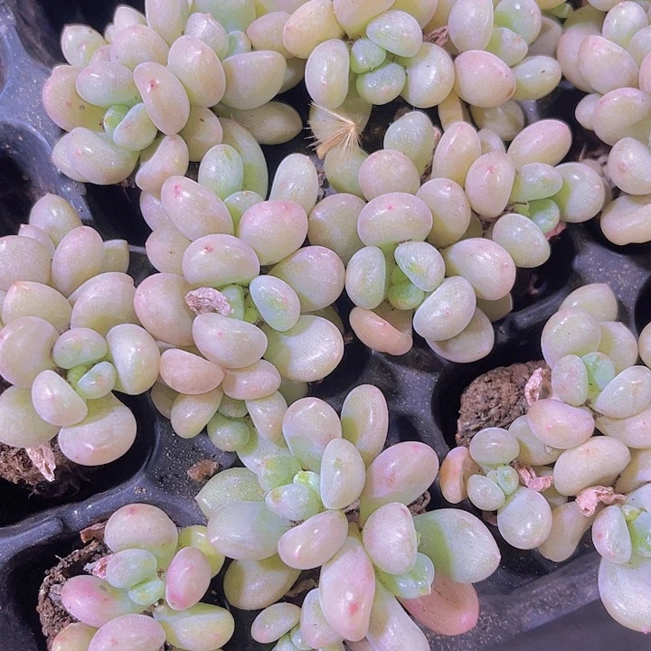 精品比尔盖茨群多肉