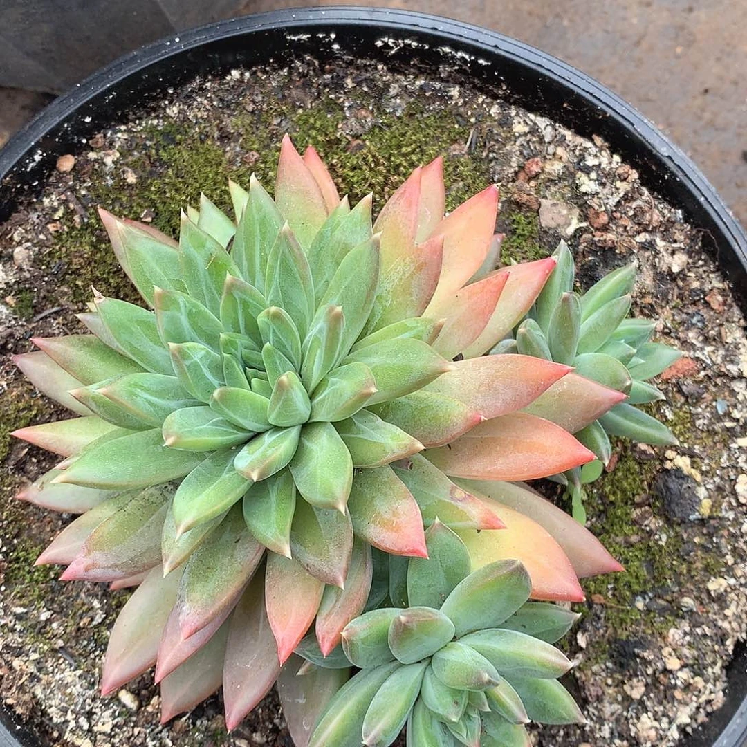 471美人一物一拍多肉